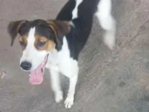 Cachorro raça Vira Lata idade 1 ano nome Maju