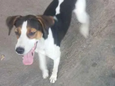Cachorro ra a Vira Lata idade 1 ano nome Maju
