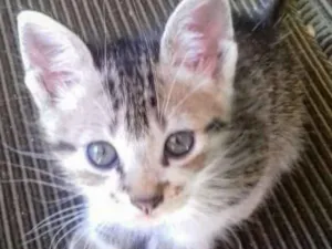 Gato raça  idade 2 a 6 meses nome aguardando adoção