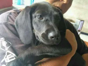 Cachorro raça  idade 7 a 11 meses nome aguardando adoção