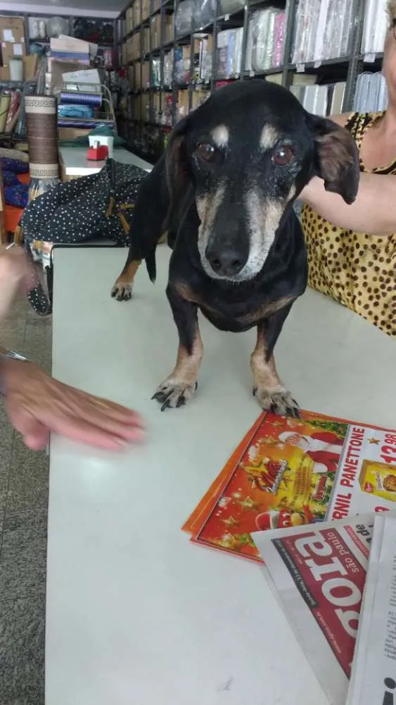 Cachorro ra a Salsicha - dasch idade 6 ou mais anos nome SALSICHA