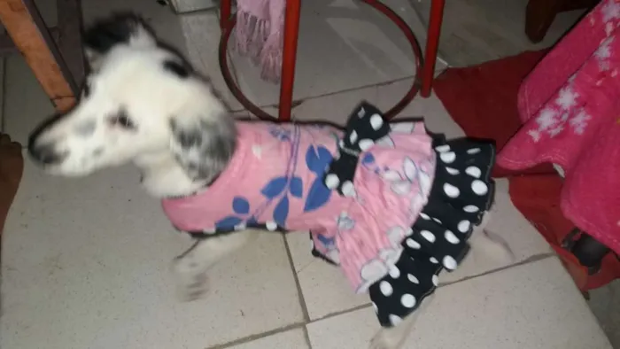 Cachorro raça Misturada idade 2 a 6 meses nome Hana 
