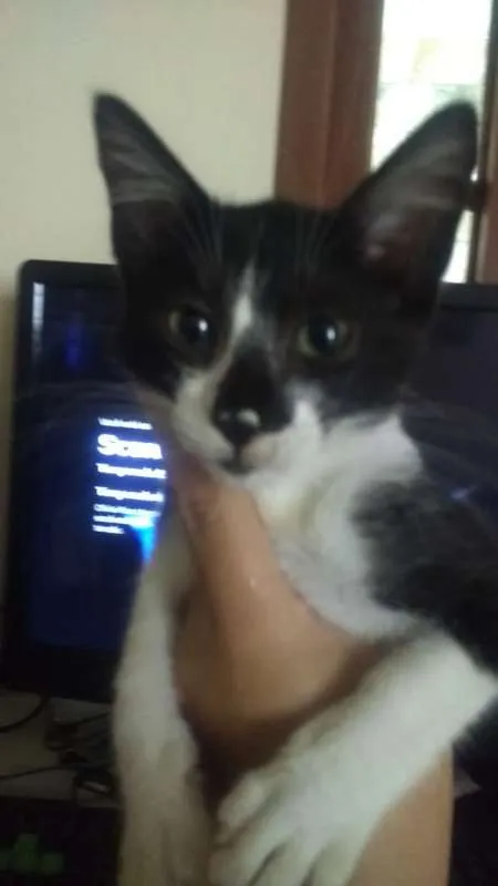 Gato ra a RND idade 2 a 6 meses nome Nathalia