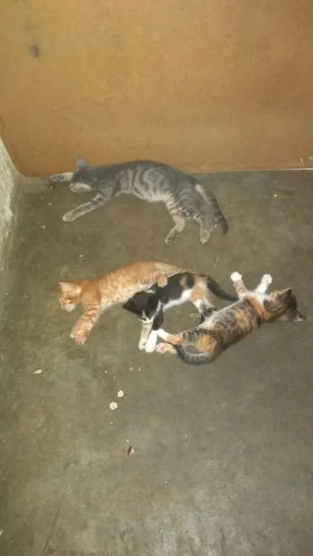 Gato raça SRD idade 2 a 6 meses nome Sem Nomes