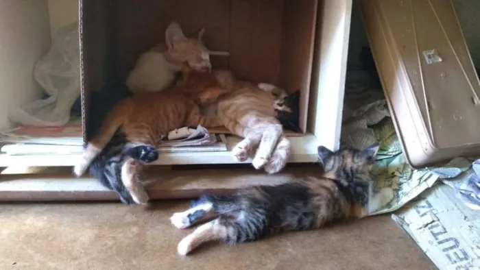 Gato raça SRD idade 2 a 6 meses nome Sem Nomes