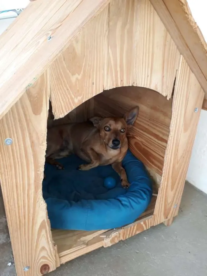 Cachorro ra a Pincher idade 2 anos nome Sansao
