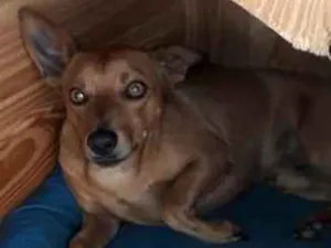 Cachorro raça Pincher idade 2 anos nome Sansao
