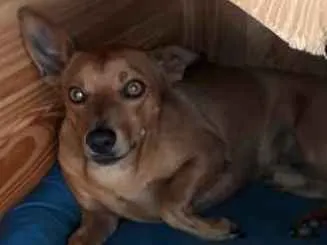 Cachorro ra a Pincher idade 2 anos nome Sansao