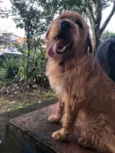 Simba