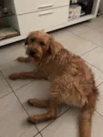 Simba