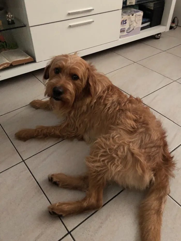 Cachorro ra a SRD idade 1 ano nome Simba