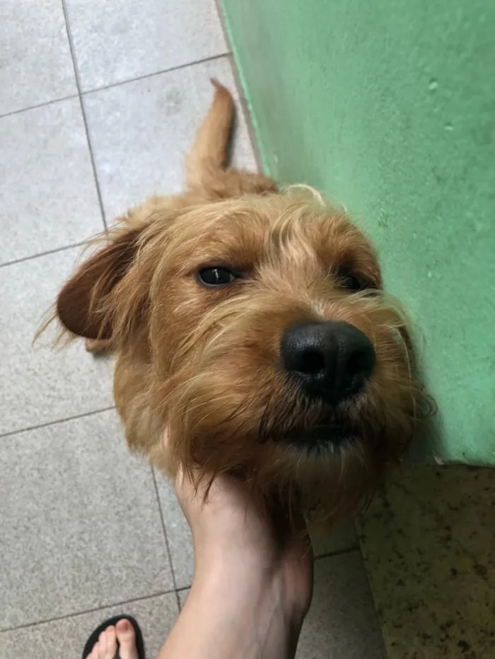 Cachorro ra a SRD idade 1 ano nome Simba