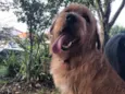 Simba