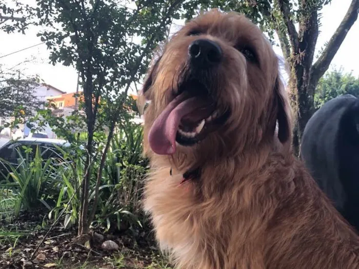 Cachorro ra a SRD idade 1 ano nome Simba
