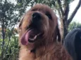 Simba