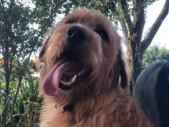 Cachorro ra a SRD idade 1 ano nome Simba