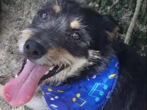 Cachorro raça Vira Lata idade 1 ano nome Sem Nome