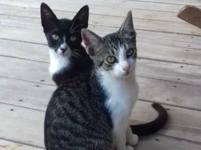 Gato raça Gato idade 2 a 6 meses nome NãO tem nome