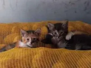 Gato raça SRD idade 2 a 6 meses nome Sem Nomes