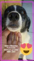 Floquinha CASTRADA