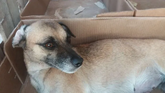 Cachorro ra a SRD idade 1 ano nome Iracema CASTRADA