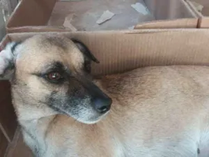Cachorro raça SRD idade 1 ano nome Iracema CASTRADA