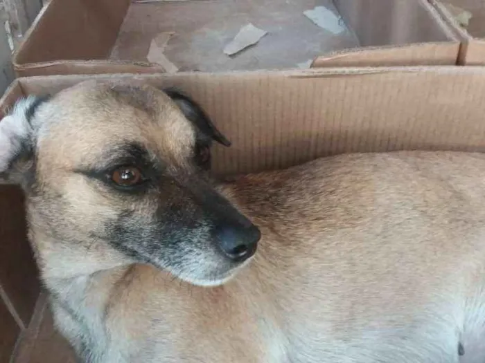 Cachorro ra a SRD idade 1 ano nome Iracema CASTRADA