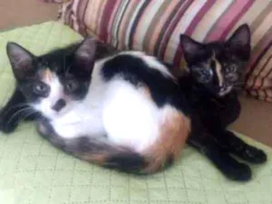 Gato raça RND idade 2 a 6 meses nome Nathalia