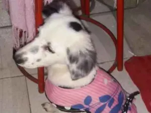 Cachorro raça Misturada idade 2 a 6 meses nome Hana 