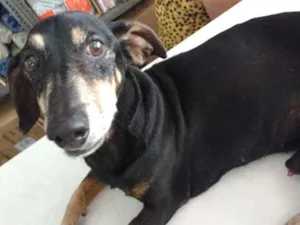 Cachorro raça Salsicha - dasch idade 6 ou mais anos nome SALSICHA
