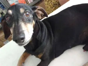 Cachorro raça Salsicha - dasch idade 6 ou mais anos nome SALSICHA