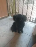 Belinha e Suzi