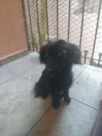 Belinha e Suzi