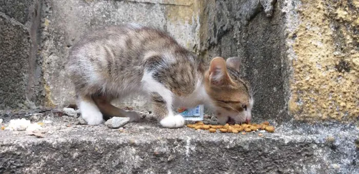 Gato ra a Sem raça  idade Abaixo de 2 meses nome Gatinho
