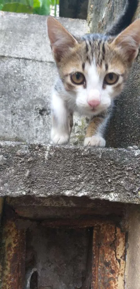 Gato ra a Sem raça  idade Abaixo de 2 meses nome Gatinho