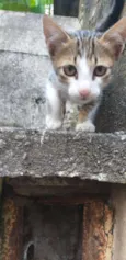 Gatinho