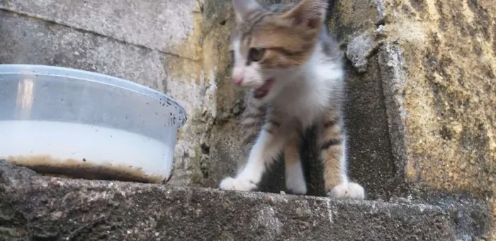 Gato ra a Sem raça  idade Abaixo de 2 meses nome Gatinho