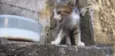 Gatinho