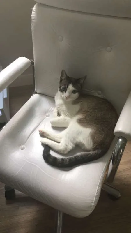 Gato ra a Não definida idade 5 anos nome TITA
