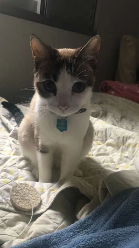 Gato ra a Não definida idade 5 anos nome TITA