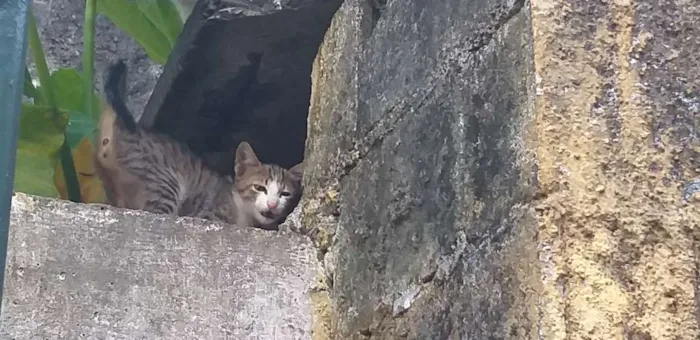 Gato ra a Sem raça  idade Abaixo de 2 meses nome Gatinho