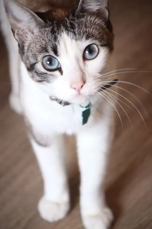 Gato ra a Não definida idade 5 anos nome TITA