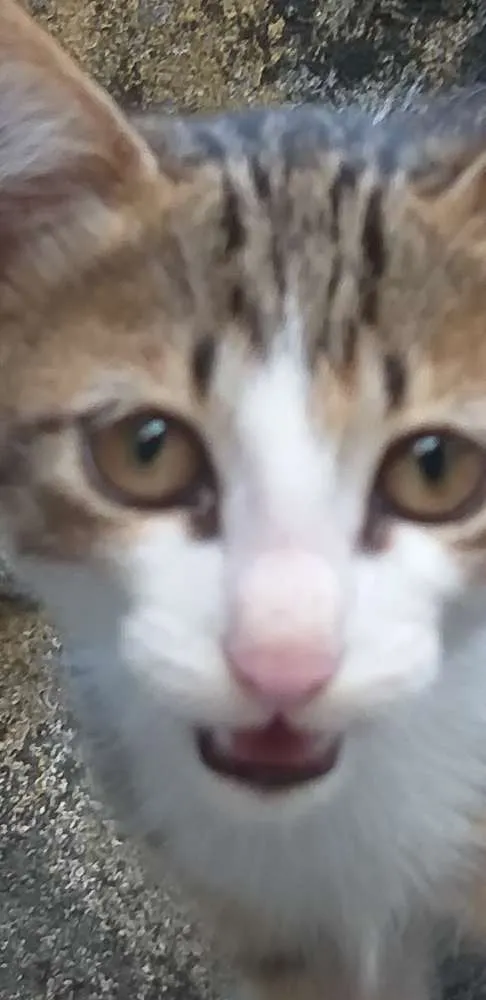 Gato ra a Sem raça  idade Abaixo de 2 meses nome Gatinho