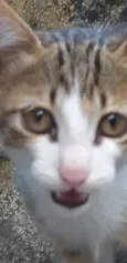 Gatinho
