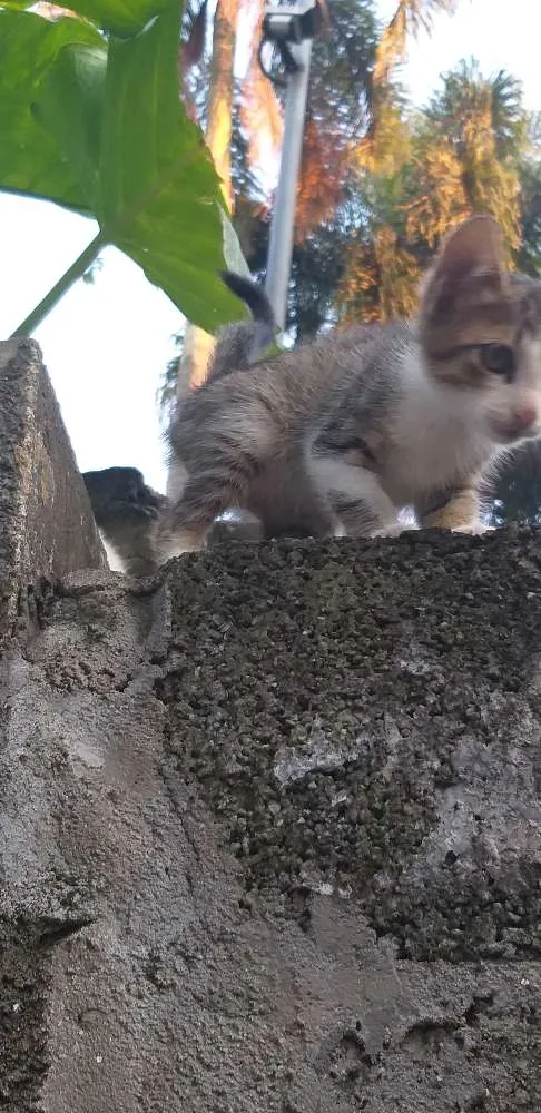Gato ra a Sem raça  idade Abaixo de 2 meses nome Gatinho
