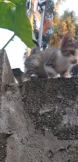 Gatinho