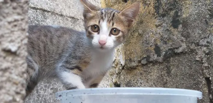 Gato ra a Sem raça  idade Abaixo de 2 meses nome Gatinho
