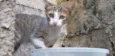 Gatinho