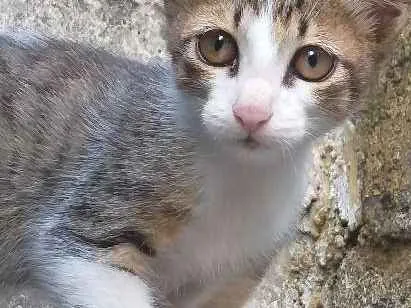 Gato ra a Sem raça  idade Abaixo de 2 meses nome Gatinho