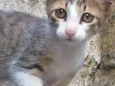 Gatinho